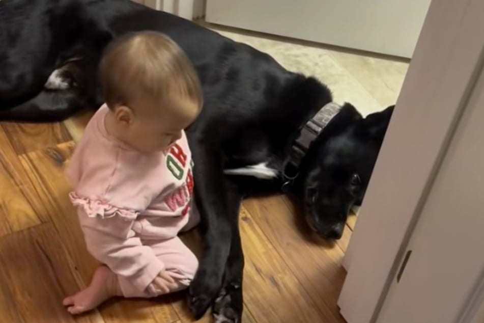 Der Vierbeiner nahm seine Rolle als Babysitter sehr ernst.