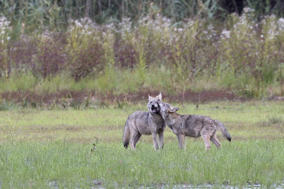 Gelungen! Diese zwei jungen Wölfe spielen miteinander und merken gar nicht, dass sie dabei gefilmt werden.