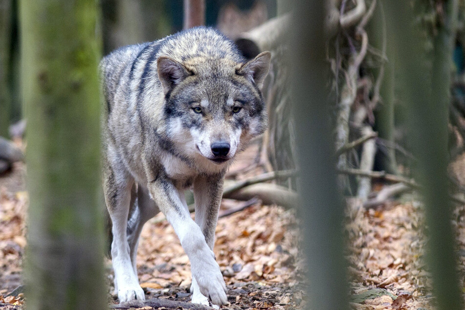 Seit 2009 wurden in Sachsen-Anhalt vier Wölfe getötet, weil sie schwer krank oder verletzt waren. (Symbolbild)