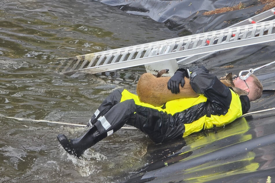 Die rutschigen Planen hatten es dem Tier unmöglich gemacht, aus dem Becken zu entkommen.