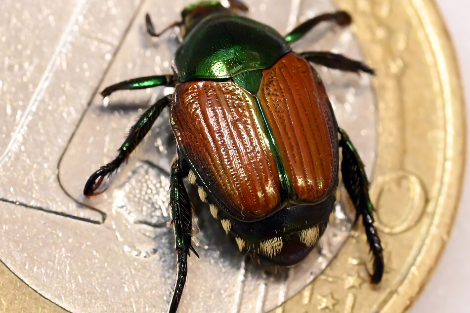 Japankäfer sind üblicherweise auf dem asiatischen Kontinent angesiedelt und nur rund einen Zentimeter groß. (Symbolbild)