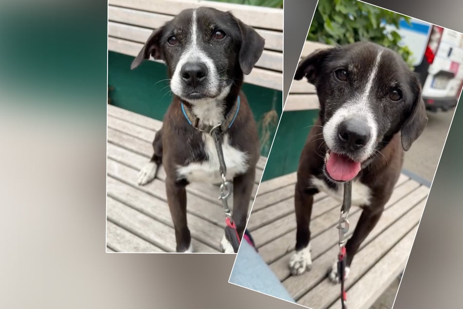 Hund Little ist seit über zwei Jahren im Tierheim und sucht nach einem neuen ruhigen Zuhause.