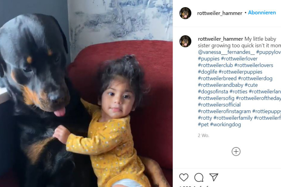 One heart and one soul: Baby Olivia and Rottweiler Hammer