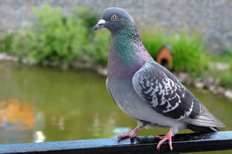 In Altenburg machte eine Taube zu viel Lärm, da griff ein Mann zur Waffe. (Symbolbild)