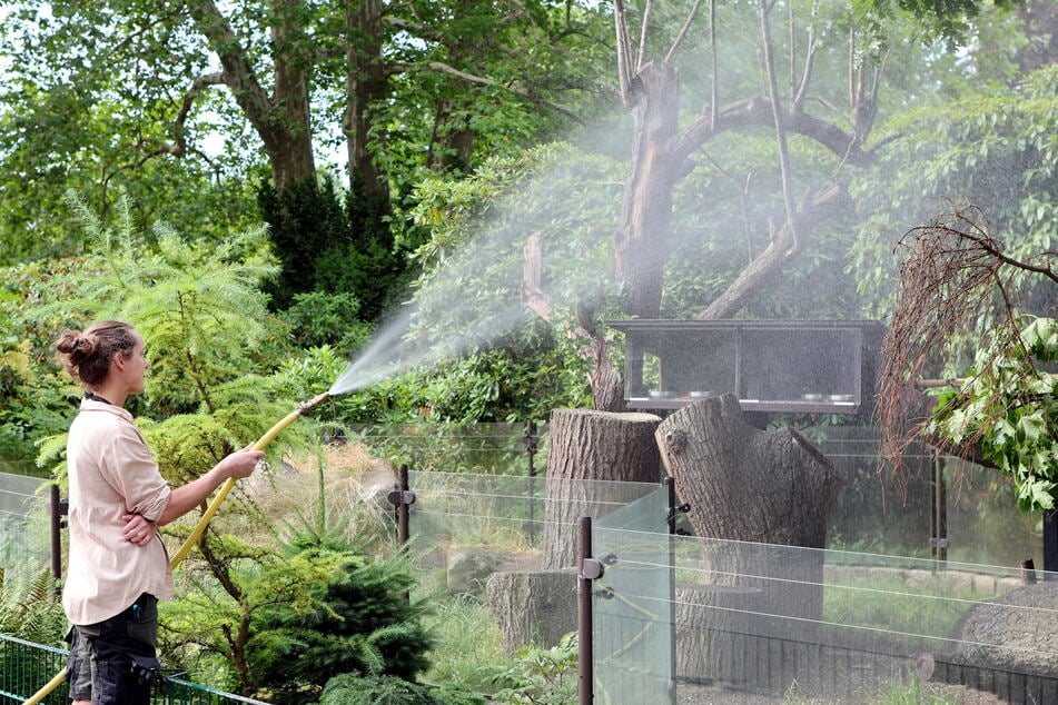 Die Tierpfleger sorgen für ausreichend Abkühlung mit dem Wasserschlauch.