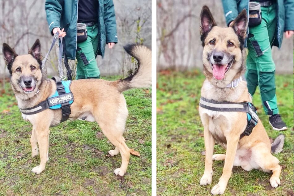 Schäferhund-Mix Tipsy (2) ist gerne sportlich unterwegs.