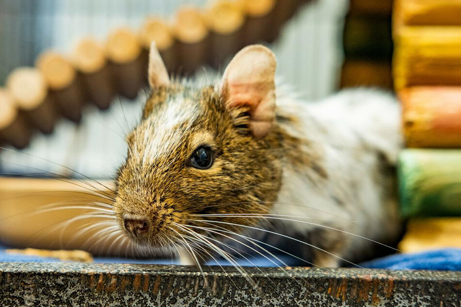 Degu "Greg" möchte eine Freundin haben.