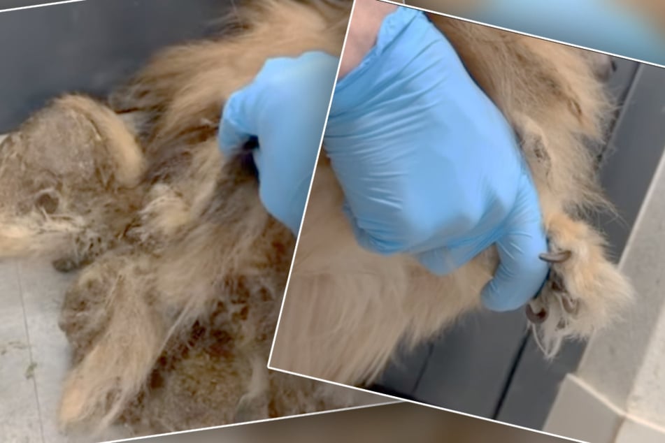 Was für ein dramatischer Zustand! Der kleine Rüde ist frischer Neuzugang im Tierheim Bergheim.