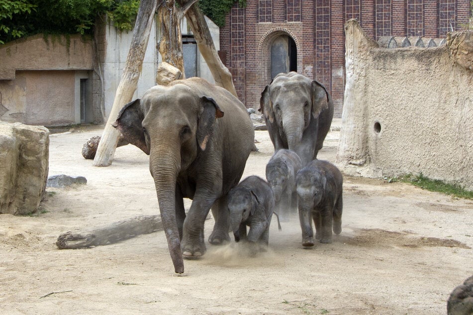Auch Elefanten freuen sich im heißen Sommer auf die ein oder andere Abkühlung.