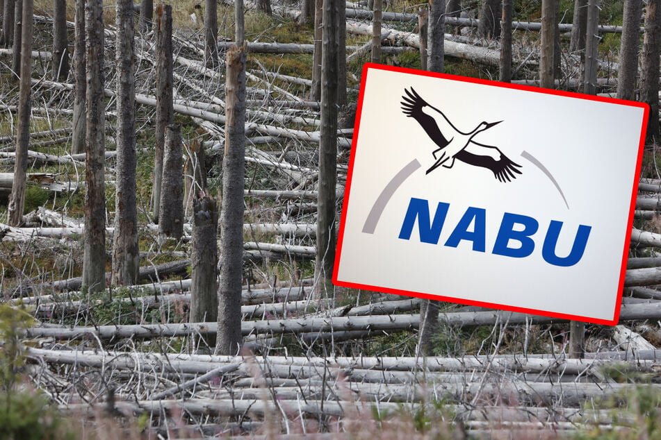 Räumung von Totholz im Harz widerspricht Nationalpark-Gesetz: Jetzt meldet sich NABU