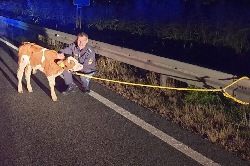 Ein Polizist steht mit dem festgebundenen Kalb auf der A73.