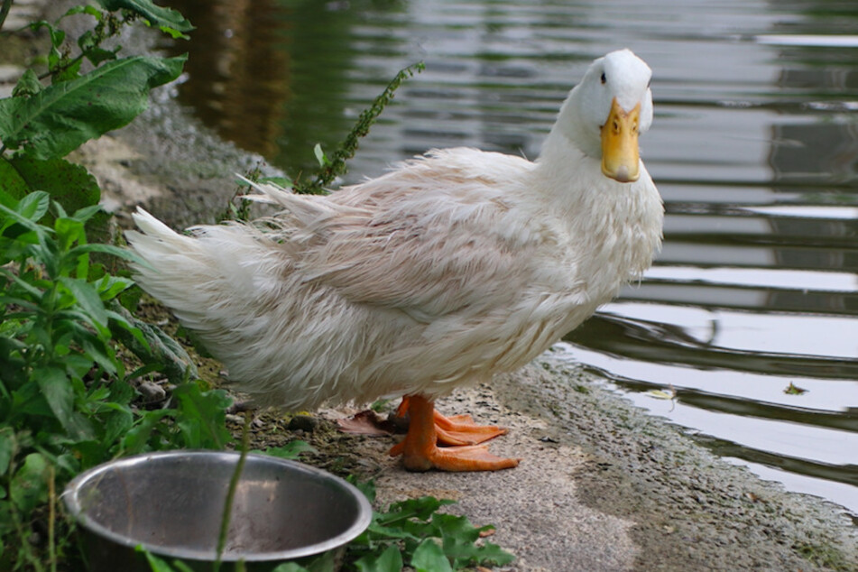 Enten machen sich im Garten gut als Schädlingsvernichter, da sie gerne die unliebsamen Schnecken fressen.