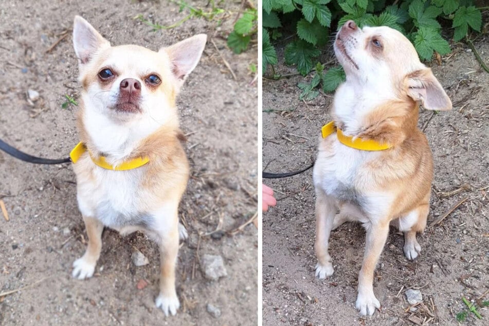 Chihuahua Ezra (8) aus dem Berliner Tierheim sucht nach einem Zuhause für immer.