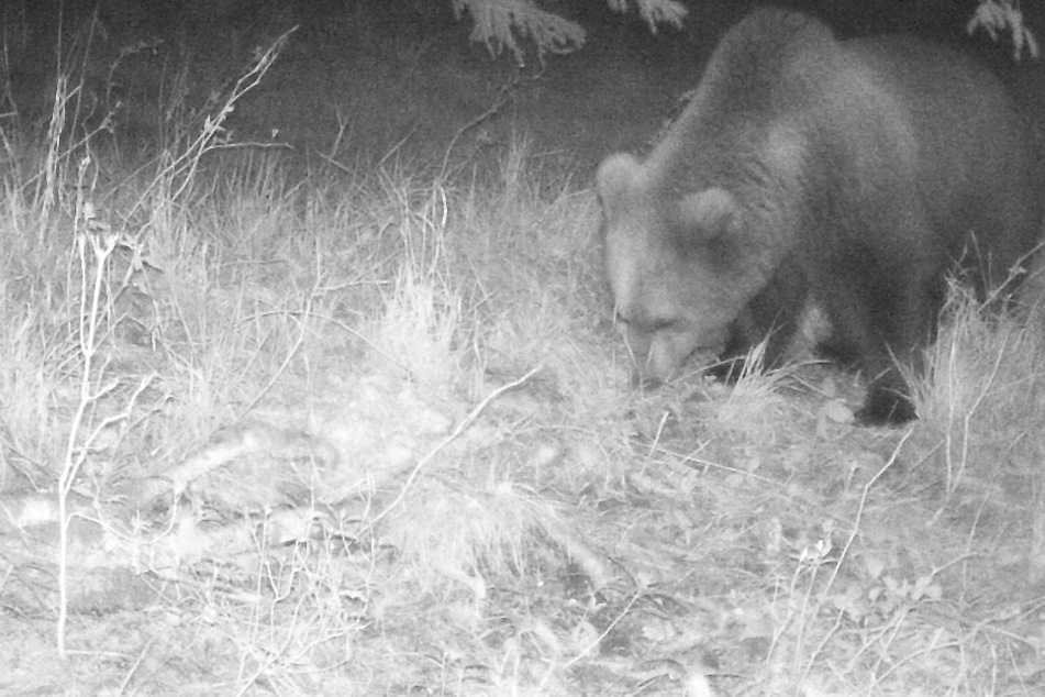 Braunbär im Landkreis Garmisch-Partenkirchen unterwegs: Tier erneut gesichtet