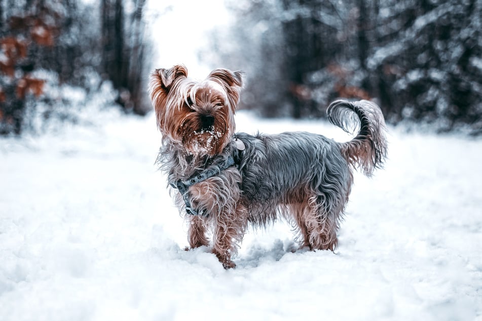 Yorkies are small and sweet, and are commonly dressed up in funny outfits.