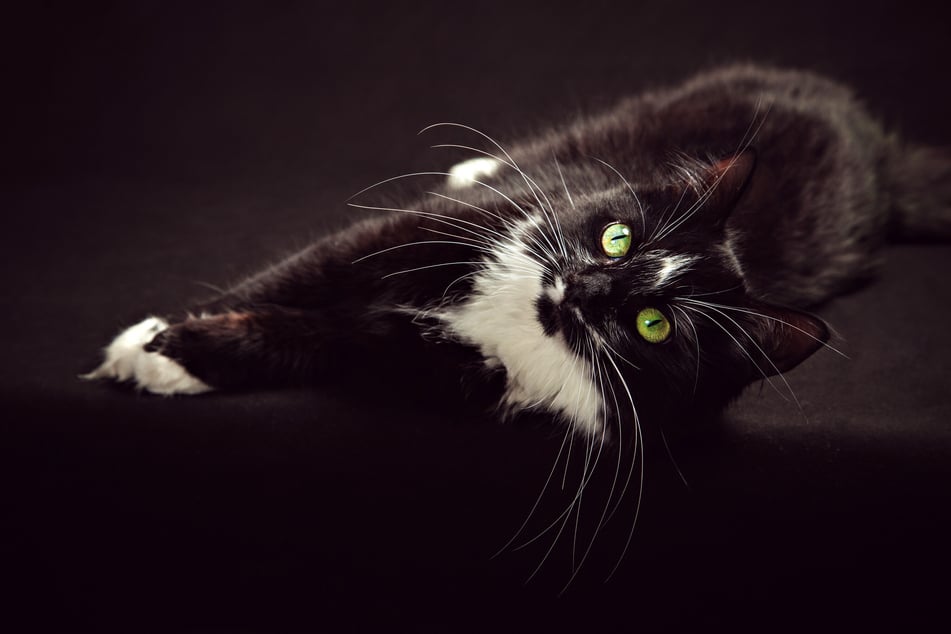 Ein schwarz-weißer Kater, der gern die Wohnung auf den Kopf stellt, könnte Silvester heißen.