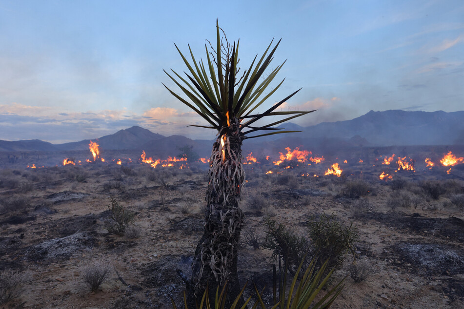The York Fire has burned over 70,000 acres including Joshua trees and yucca in the Mojave National Preserve, and has crossed the state line from California into Nevada.