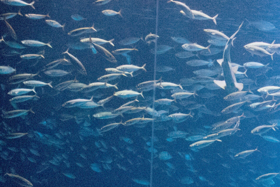 Fische sparen durch das Schwärmen Energie. (Symbolbild)