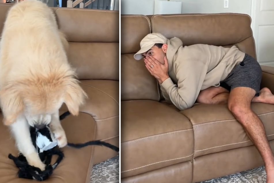 Auf diesen Auftritt dürften die Fans der fünf Hunde gewartet haben. Golden Retriever Bauer liefert wie immer und zerstört die Spinne komplett - zum Entsetzen seines Herrchens.