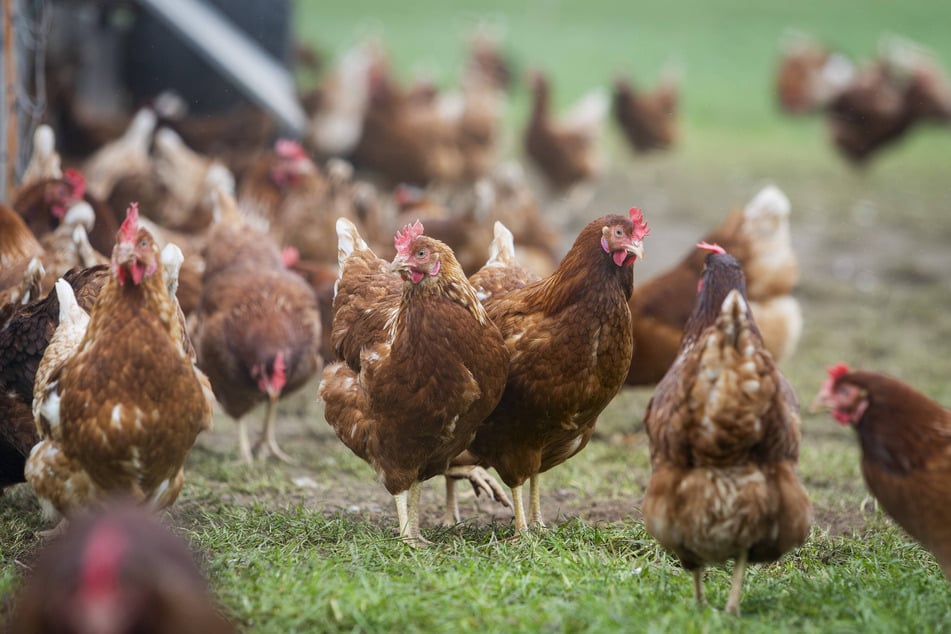 Mit verheerenden Folgen für unsere Nutztiere: Die Vogelseuche greift aktuell in Europa um sich.