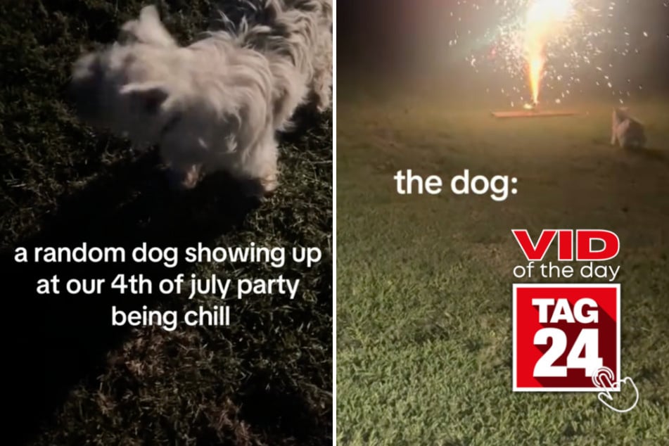 viral videos: Viral Video of the Day for July 10, 2024: Firework-loving dog takes over Fourth of July party!