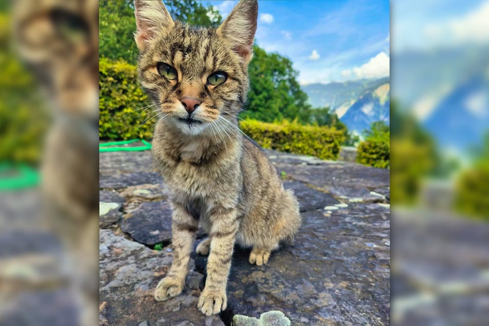 Katze Heidi ist eine echte Überlebenskünstlerin - und das schon seit mehreren Jahren!