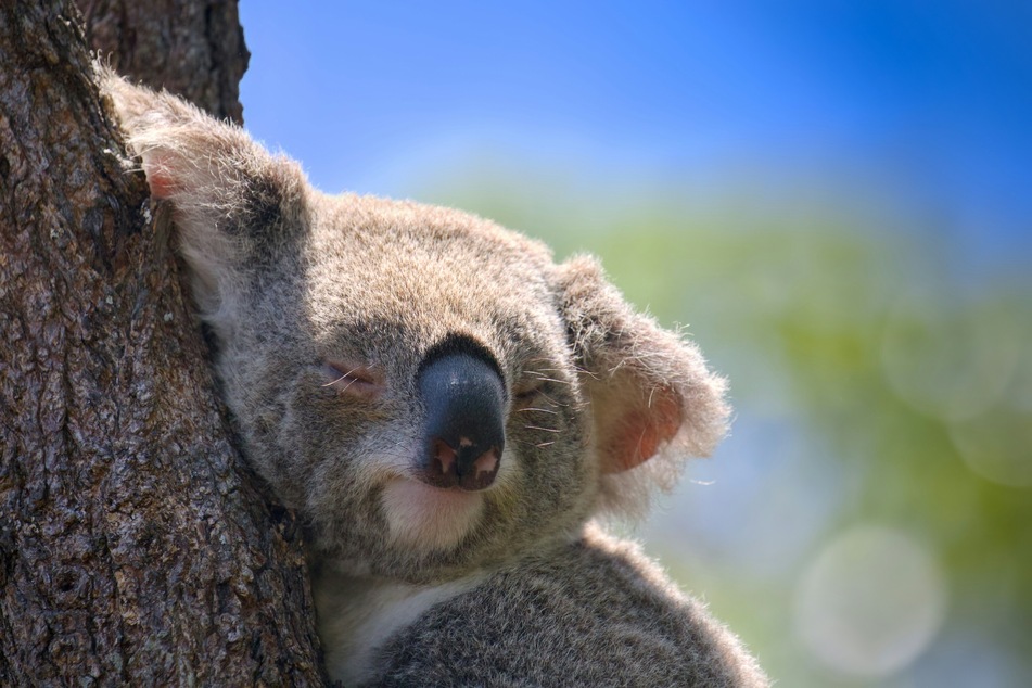 Koalas can get seriously stressed by human interactions.