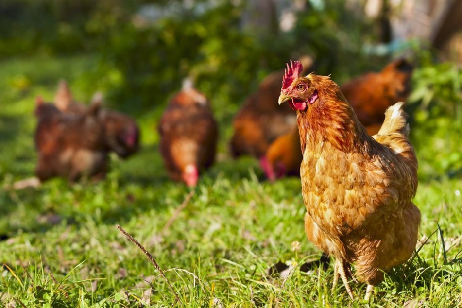 Diebe klauen Hühner aus Stall: Dann entdecken Besitzer die geklauten Tiere auf Facebook