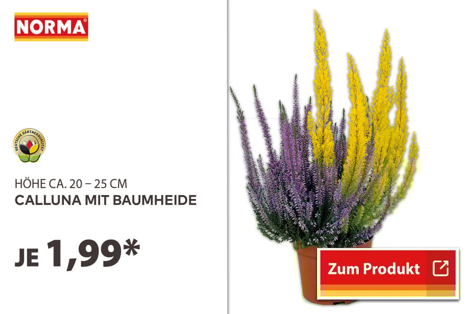 Calluna mit Baumheide für 1,99 Euro