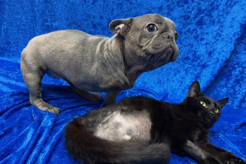 Hund mit drei Beinen trifft auf Katze mit drei Beinen: Kurz darauf schmelzen Herzen