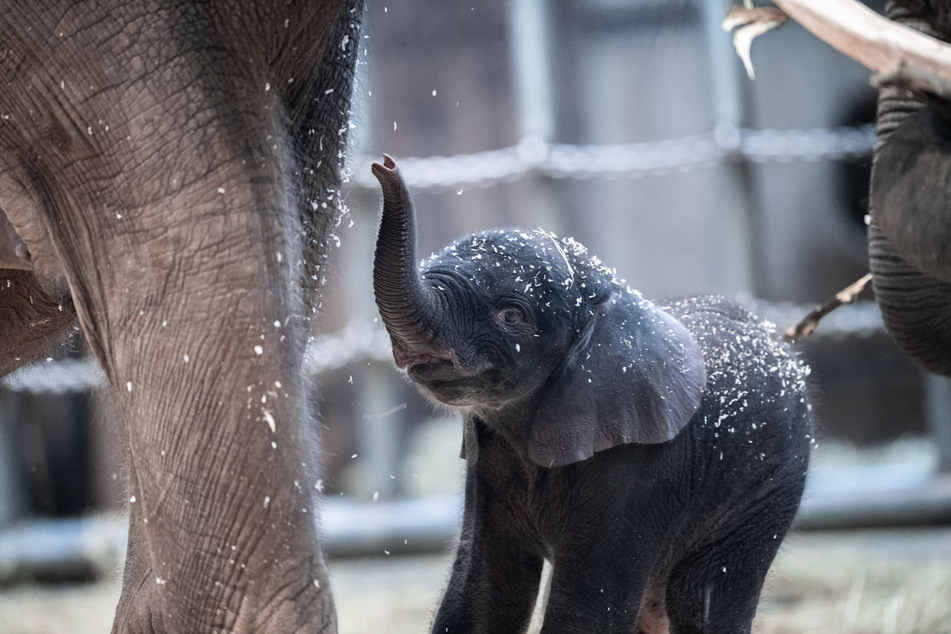 Das Foto zeigt Tsavo - damals noch als Baby-Elefant - im März 2020 im Wuppertaler Zoo. (Archivfoto)