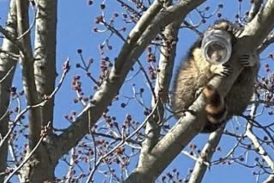 Zu tief ins Glas geschaut: Waschbär bringt sich in kuriose Notlage