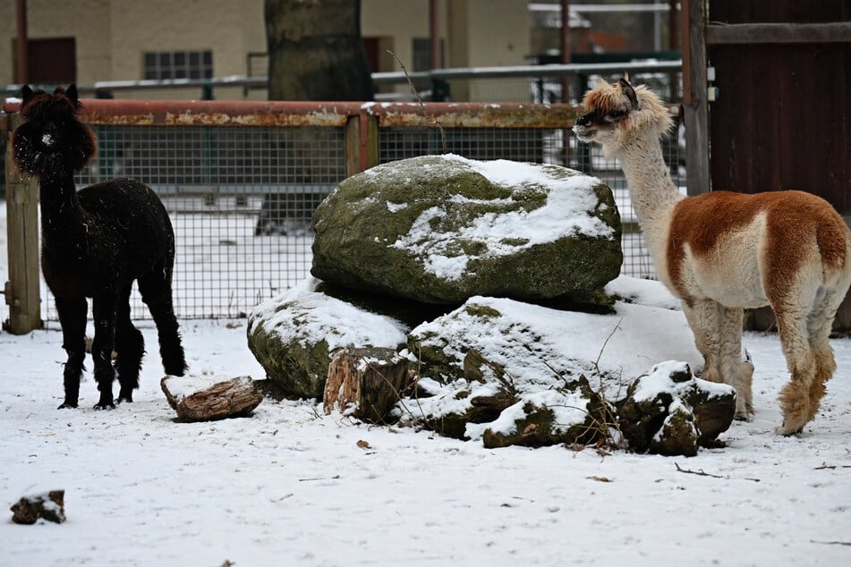 Die Alpakas sind Temperaturschwankungen gewohnt und können dementsprechend gut damit umgehen.