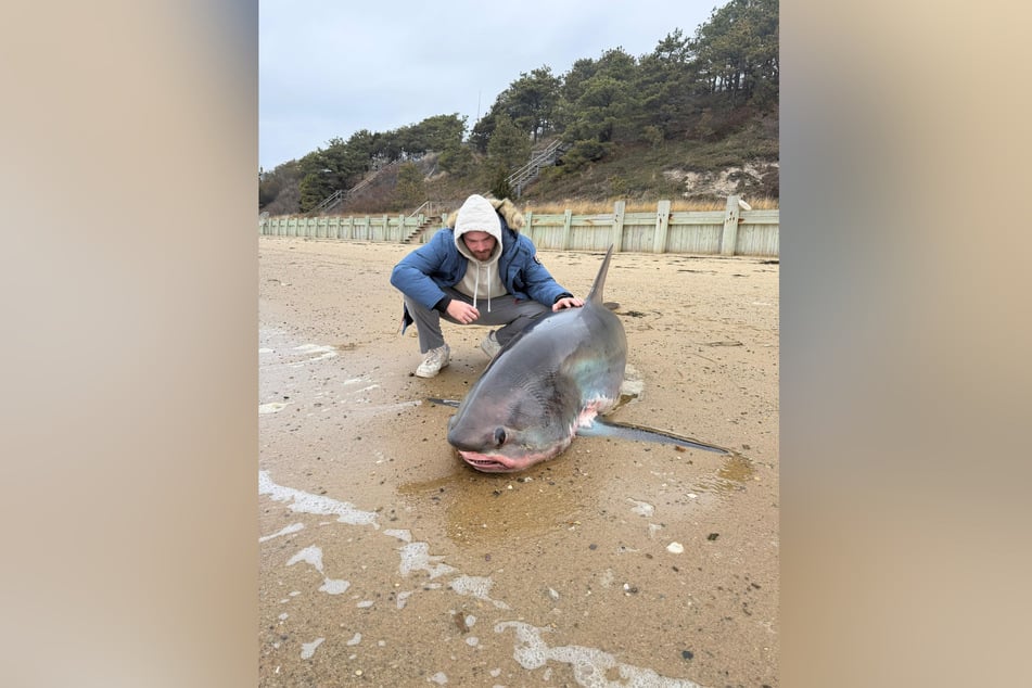 Für den Fuchshai kam jede Hilfe zu spät.