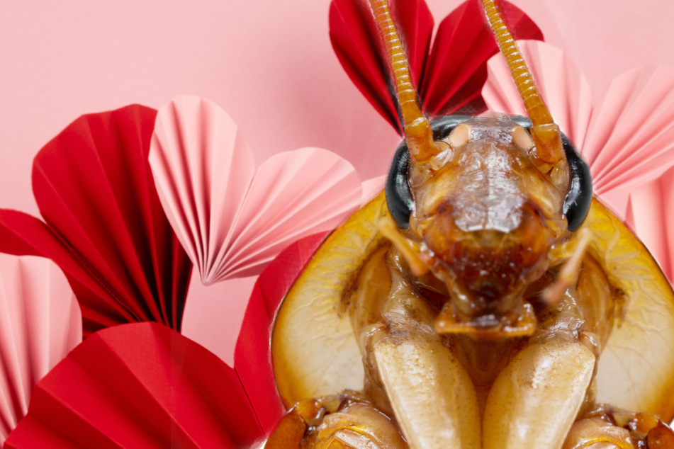 Do you want to get your lovebug a cockroach for Valentine's Day?