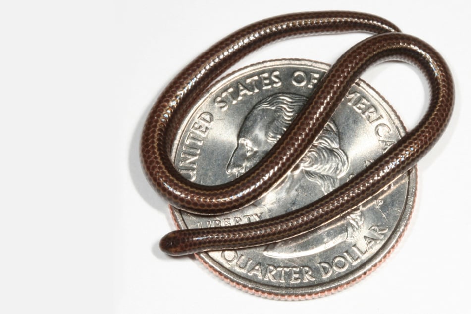 World's smallest snake makes big comeback in Barbados