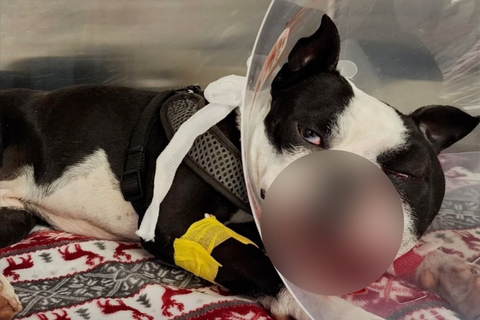 Die Fellnase benötigt derzeit ganz viel Ruhe, um wieder auf die Beine zu kommen.