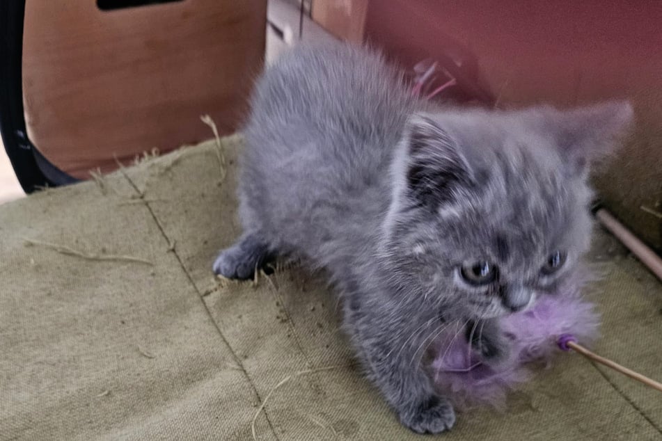 Jetzt versuchen Anke und die Tierschützer der "Babyklappe" alles, um die Kleine am Leben zu erhalten.