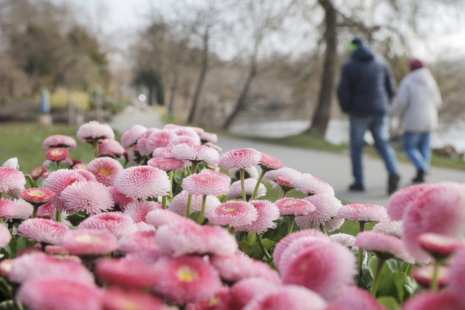 Der Frühling lässt noch etwas auf sich warten. Zunächst müssen sich die Baden-Württemberger mit den Frühlingsboten zufriedengeben.
