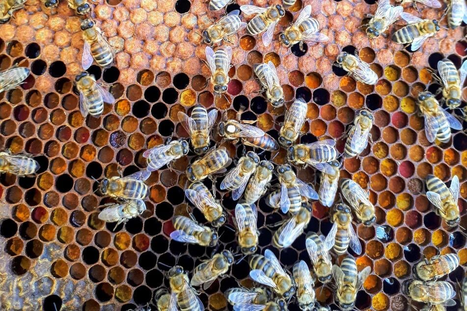 Bienen können mit dem sogenannten Schwänzeltanz kommunizieren, um sogar Abstimmungen über einen neuen Nistplatz zu treffen.