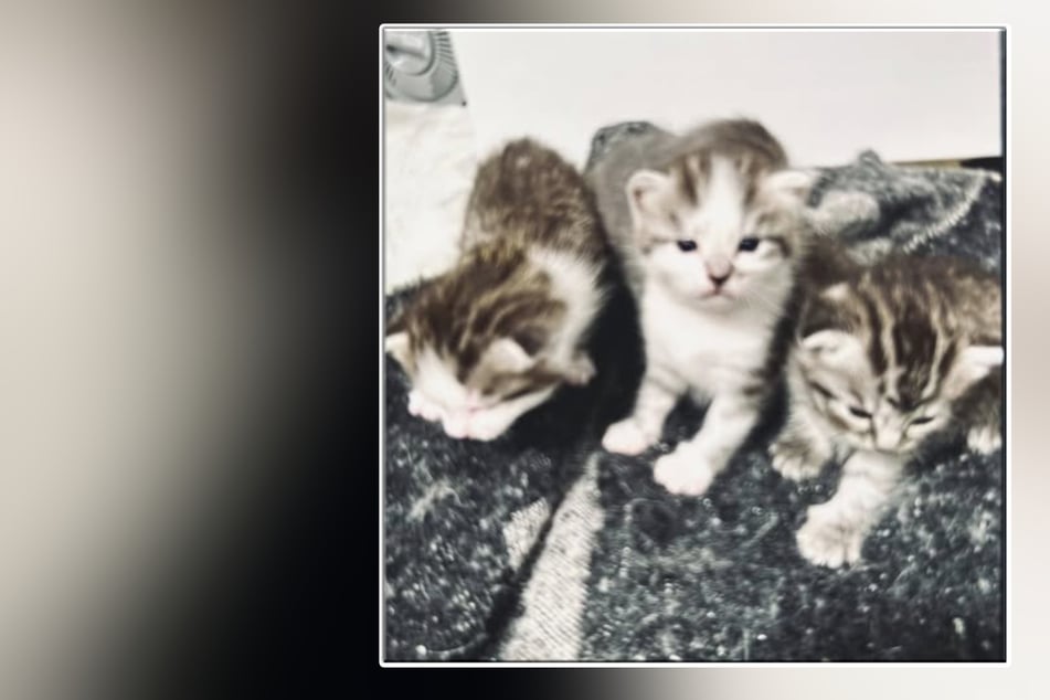 Herzlos-Diebstahl: Fünf Katzenbabys aus Wohnung verschleppt