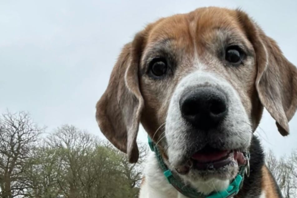 Hund bekommt nach Ewigkeit in Tierheim erste Chance: Was dann passiert, schockt Pfleger