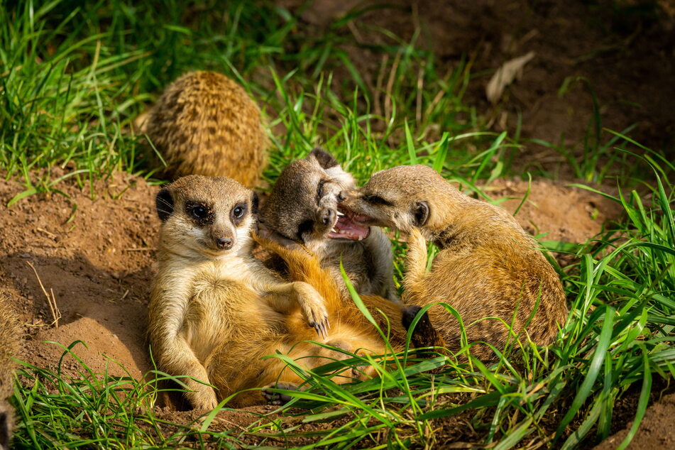 Der Leipziger Zoo gehört zu den besten in Europa.