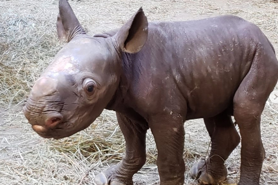 This baby rhinoceros was a real surprise!