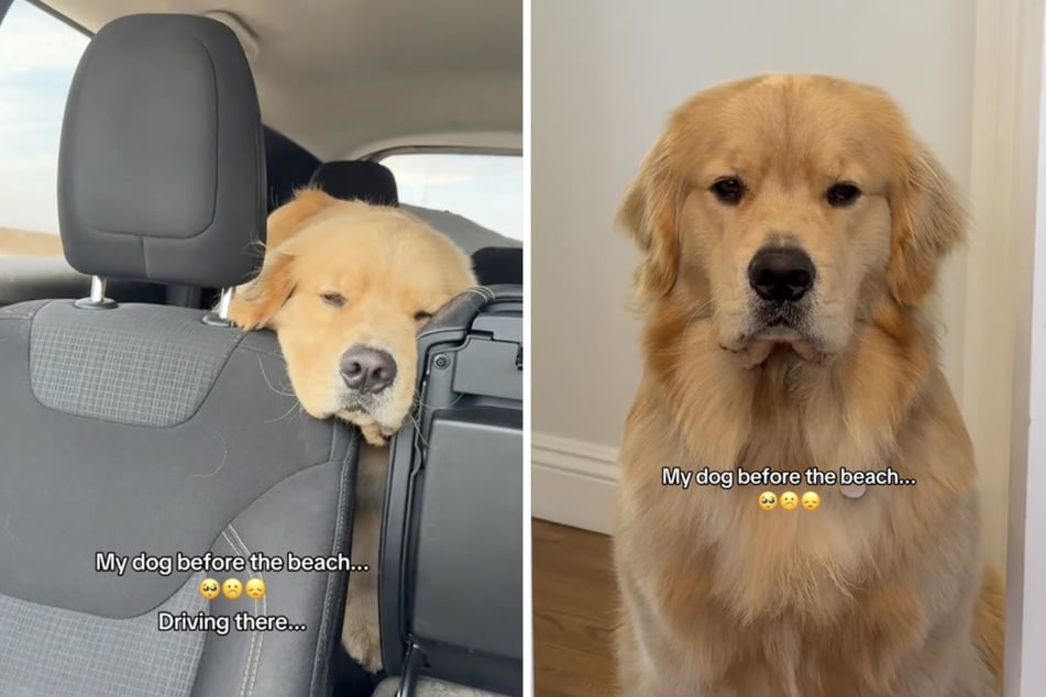 Golden Retriever Zebby war schrecklich traurig.
