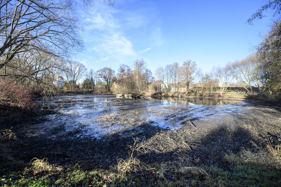 Chemnitz: Dieser Teich in Chemnitz wird saniert: Warum starten die Bauarbeiten erst im Herbst?