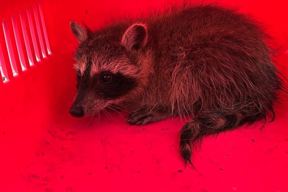Polizei im Einsatz: Waschbär-Baby auf sächsischer Straße gefunden