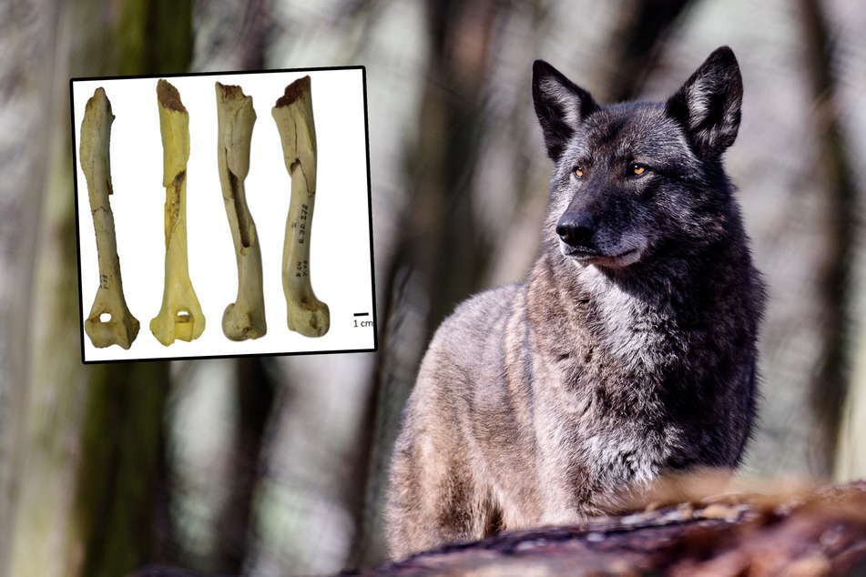 Viel älter als gedacht: Überreste vom vielleicht ersten Haustier-Hund gefunden!