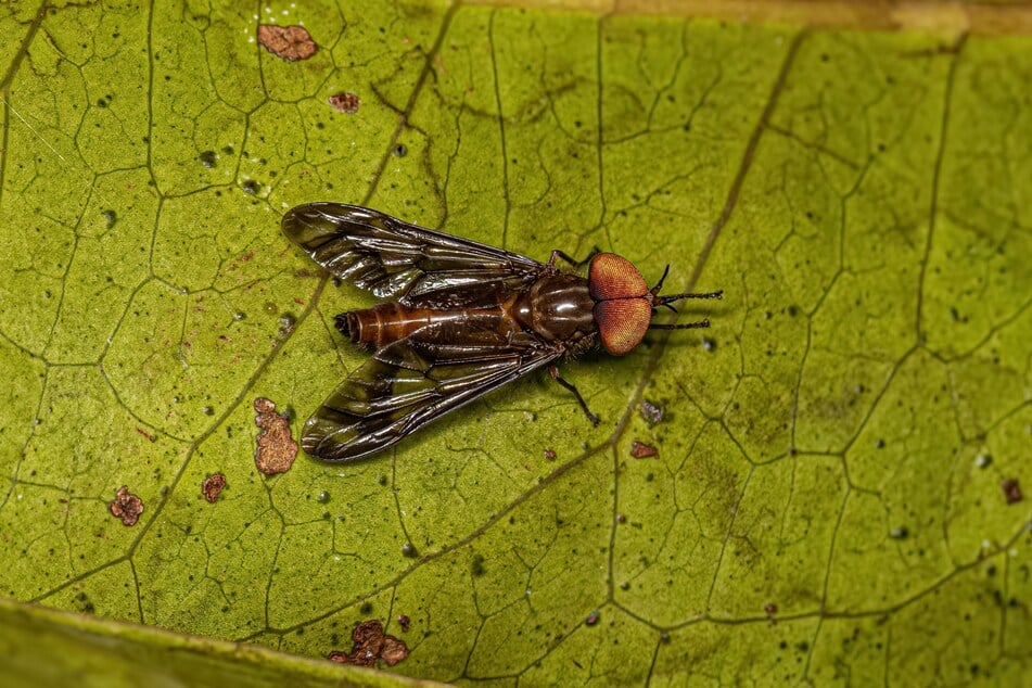 Bremsen sind echte Überflieger. Bei einer Hybomitra hinei wurden sogar 145 km/h gemessen.