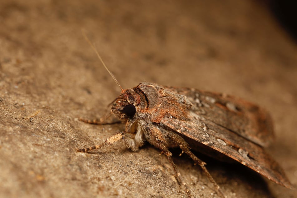 This handout photograph taken on January 5, 2014 and released by Macquarie University, Australia, shows a specimen of the Bogong moth, native to Australia.